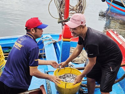 Cá cơm đầy khoang, ngư dân Quảng Ngãi phấn khởi
