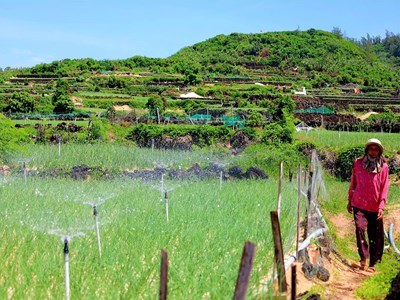 Bờ đá núi lửa tạo nên những thửa ruộng bậc thang độc đáo ở Lý Sơn