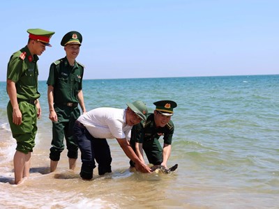 Thả đồi mồi quý hiếm về biển ở Quảng Ngãi