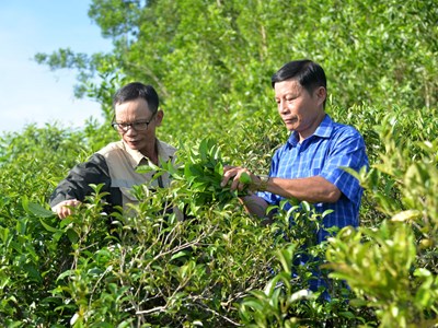 Bảo hộ nhãn hiệu “Chè Lộc Thanh”, mở hướng nâng thu nhập cho người dân