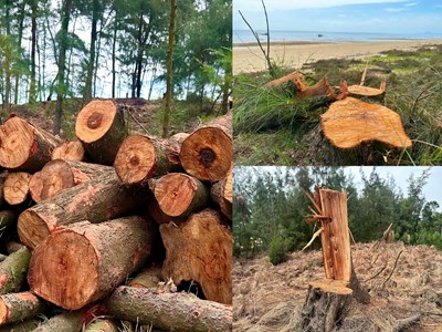 Rừng phi lao phòng hộ bị đốn hạ thời điểm sáp nhập