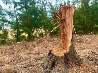 Hà Tĩnh siết chặt bảo vệ rừng trong giai đoạn sáp nhập