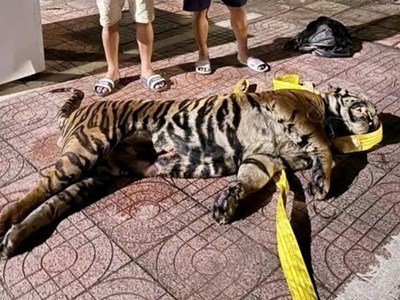 Giấu hổ 200 kg trên nóc xe, ba người bị khởi tố