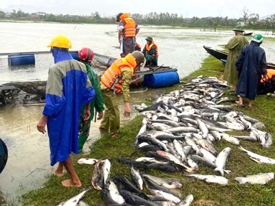 Hà Tĩnh: Gió bão quật chết trắng 20 tấn cá 1 tỉ đồng  