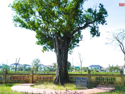 Chuyện về hai cây cổ thụ 300 tuổi tại Khu di tích Nguyễn Du