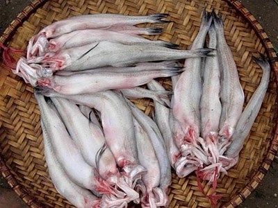Cá cháo ngâm hoá chất độc nhiều chợ ở Hà Tĩnh