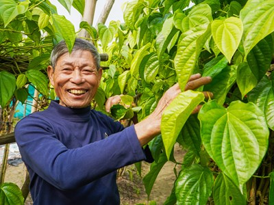 Làng trầu tiến vua nức tiếng tại Hà Tĩnh