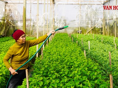 Thủ phủ hoa cúc xã Toàn Lưu vào vụ Tết