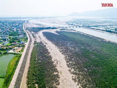 Nước không ô nhiễm, vì sao rừng ngập mặn vẫn chết trắng tại Hà Tĩnh?