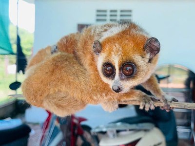 3 cá thể cu li quý hiếm lạc vào nhà dân