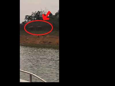 Hai cá thể voi châu Á bất ngờ xuất hiện tại Hà Tĩnh