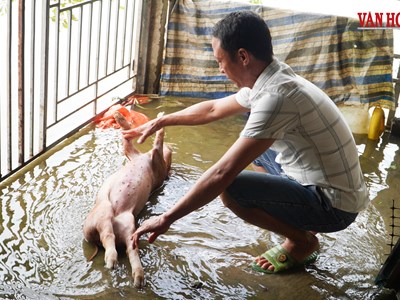 Ngàn Trươi mang nước tưới, người dân gánh ngập định kì