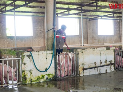 27 cơ sở giết mổ ở Hà Tĩnh không đủ điều kiện an toàn thực phẩm