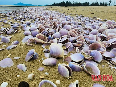 Xác ngao tím phủ dày bãi biển Hà Tĩnh