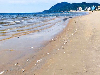 Cá chết rải rác, trôi dạt vào bờ biển Hà Tĩnh