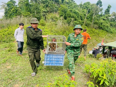 Cận ảnh thả 22 cá thể động vật hoang dã quý hiếm về rừng