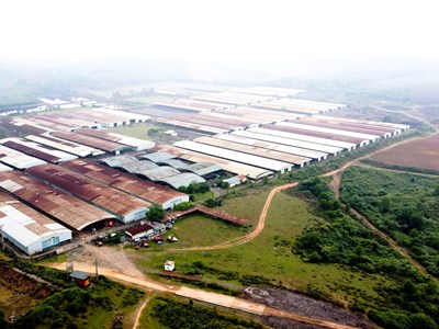 Công ty Năng lượng và Mỏ VN trúng đấu giá Dự án bò Bình Hà 