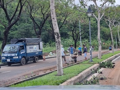 Đà Nẵng bắt đầu cắt tỉa cây xanh, chủ động ứng phó với mưa bão 