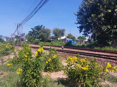 Đà Nẵng:   “Đường tàu - Đường hoa” tạo môi trường văn minh, sạch đẹp