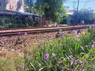 Đà Nẵng: Tiếp tục phát động phong trào “Đường tàu - đường hoa” 