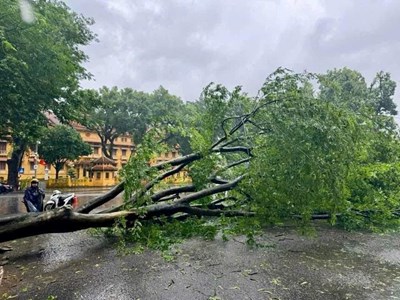 Đà Nẵng hỗ trợ 25 tỉ đồng, cắt, tỉa, dọn dẹp cây xanh cho các địa phương bị thiệt hại do bão số 3