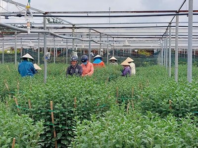 Đà Nẵng tổ chức 3 điểm chợ hoa Tết Ất Tỵ 2025