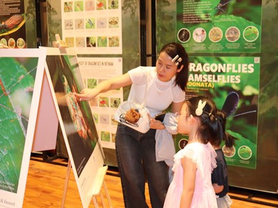 Chiêm ngưỡng thiên nhiên đa sắc màu từ các loài bướm, côn trùng