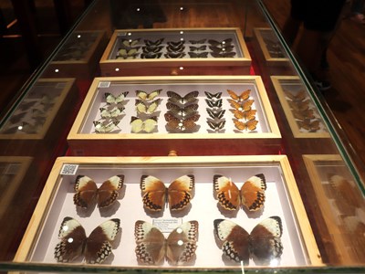 Kỳ bí thế giới tự nhiên tại Triển lãm “Đa dạng sắc màu côn trùng Việt Nam”