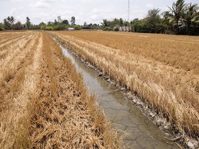 Xâm nhập mặn tại Đồng bằng sông Cửu Long có xu hướng gia tăng 