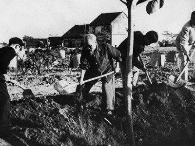 Vì sao ngày 11.1 gắn với Tết trồng cây của Bác Hồ? 