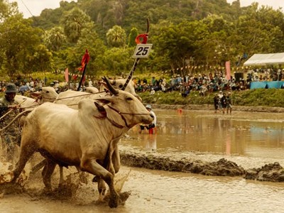 “Trại buôn người” cán mốc 300 tỉ, lọt Top 8 phim Việt doanh thu cao nhất