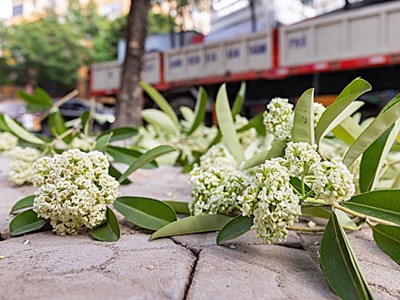 Hoa sữa đâu có lỗi