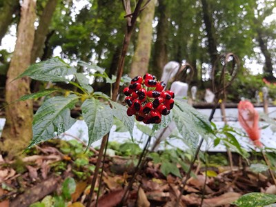 Từ Vàng xanh núi rừng đến Trung tâm công nghiệp dược liệu