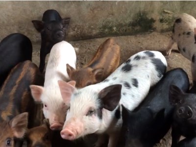 Dịch tả lợn châu Phi bùng phát: Nông hộ lao đao vì sinh kế