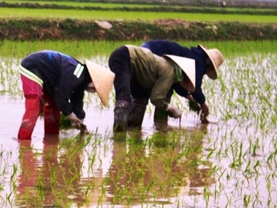 Đầu Xuân đi cấy