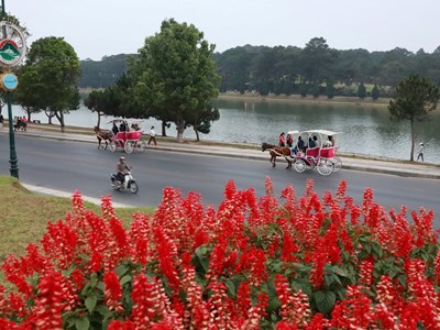 “Khai tử” dịch vụ chở khách bằng xe ngựa tại khu vực hồ Xuân Hương