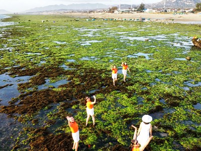 Vẻ đẹp “cánh đồng rêu xanh” như tấm thảm ngọc bích khổng lồ