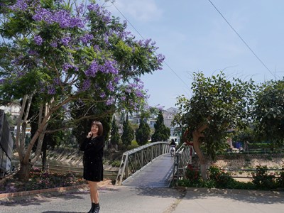 Bâng khuâng phượng tím tháng Ba