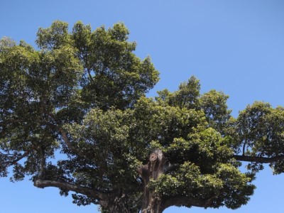 Cận cảnh cây cổ thụ hàng trăm năm tuổi bên miếu thờ Trịnh Phong