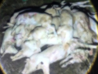 Bắt quả tang lò mổ “tử thần” xẻ thịt hàng trăm con lợn chết, bệnh 