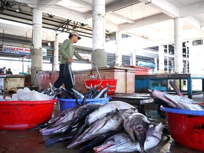 Khánh Hòa: Ngư dân hối hả vươn khơi, đón “lộc biển” đầu năm