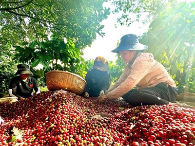 Giá cà phê hôm nay 17.8.2025: Nội địa cao kỷ lục, thế giới tăng mạnh