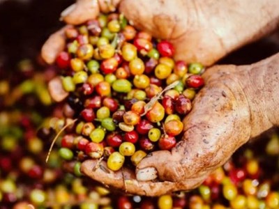 Giá cà phê hôm nay 18.8.2025: Trong nước neo cao, thế giới đi ngang