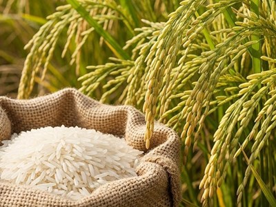 Giá nông sản hôm nay 19.8.2025: Cà phê tăng, hồ tiêu neo cao, lúa gạo ổn định