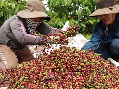 Giá cà phê hôm nay 20.8.2025: Trong nước ổn định, thế giới bật tăng mạnh