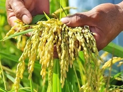 Giá nông sản hôm nay 20.8.2025: Cà phê tăng nóng, hồ tiêu ổn định cao, lúa gạo nhích nhẹ