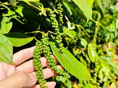 Giá nông sản hôm nay 21.8.2025: Hồ tiêu ổn định, gạo nhích nhẹ