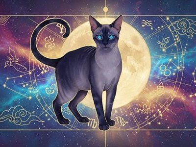 Tử vi 12 con giáp hôm nay ngày 21.8.2025: Cát hung đan xen, cần giữ tâm vững vàng