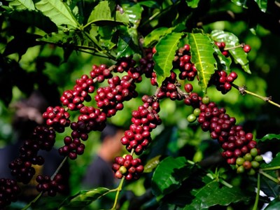 Giá cà phê hôm nay 22.8.2025: Trong nước khan hàng, quốc tế tăng vọt