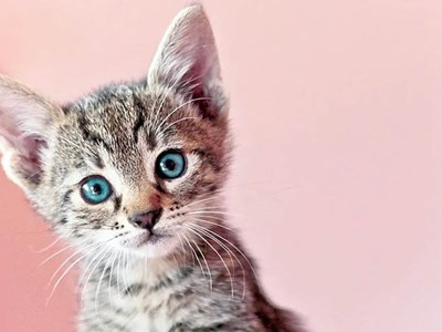 Tử vi 12 con giáp hôm nay ngày 22.8.2025: Cát hung đan xen, vận trình nhiều biến động